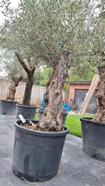 Olijfboom, Tuin en Terras, Planten | Bomen, Ophalen, In pot, Olijfboom, 250 tot 400 cm