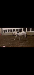 ***MORGEN OPHALEN €1650***, Dieren en Toebehoren, Paarden, Merrie, B, Minder dan 160 cm