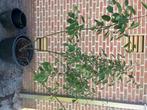 Krentenboom Amelanchier Lamarckii 2m, Tuin en Terras, Ophalen, Herfst, Halfschaduw, Overige soorten