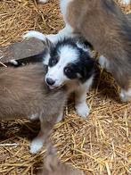 Border collie pups, Dieren en Toebehoren, België, 15 weken tot 1 jaar, CDV (hondenziekte), Collie