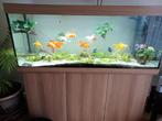 Aquarium Juwel Rio 450 avec meuble, Gebruikt, Ophalen, Leeg aquarium