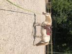 11jarig merrie, Dieren en Toebehoren, Pony's, Merrie, Niet van toepassing, Gechipt, 11 jaar of ouder