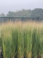 Panicum soorten beschikbaar, Tuin en Terras, Ophalen of Verzenden