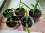 Plantjes palmbomen, Ophalen, Volle zon, Palmboom, Minder dan 100 cm