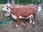 Hereford koe, Dieren en Toebehoren, Runderen, Vrouwelijk, 3 tot 6 jaar