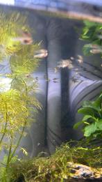 Endler guppy’s, Dieren en Toebehoren