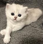 Brits korthaar kittens ️️️, Dieren en Toebehoren, Katten en Kittens | Raskatten | Korthaar, Kater, Gechipt, 0 tot 2 jaar