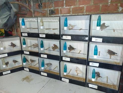 Zebravinken en bandvinken tt gericht, Dieren en Toebehoren, Vogels | Overige Vogels