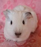 Jong wit beertje, Dieren en Toebehoren, Knaagdieren, Cavia, Mannelijk, Tam, September