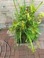 waterplanten in een mand, Tuin en Terras, Planten | Tuinplanten, Ophalen, Vaste plant, Vijverplanten