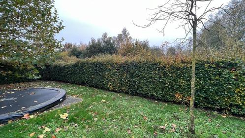 Haagbeuk - gratis - zelf uithalen - Lochristi, Jardin & Terrasse, Plantes | Arbustes & Haies, Arbuste, Charme, 100 à 250 cm, Envoi