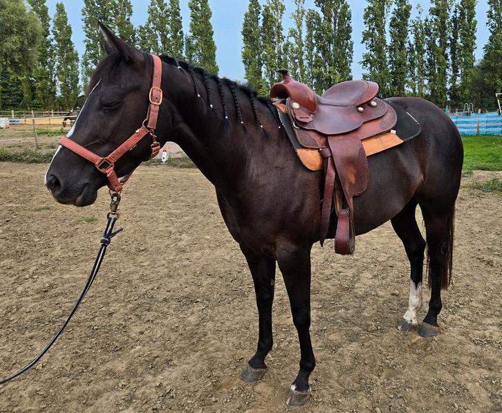 Continental FQ westernzadel, Animaux & Accessoires, Chevaux & Poneys | Selles, Comme neuf, Western, Enlèvement