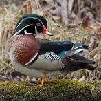 Canard carolin eenden, Dieren en Toebehoren, Mannelijk