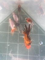 Koudwatervissen, Poisson(s) rouge(s)