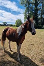 Paint / quarter ruin, Dieren en Toebehoren, Paarden