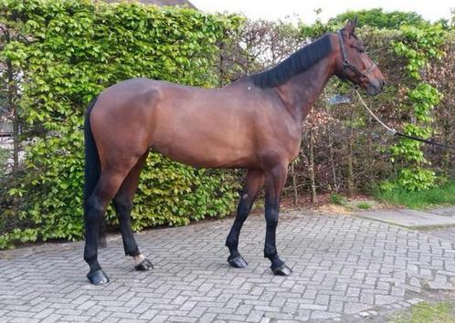 Fokmerrie, Dieren en Toebehoren, Paarden, Merrie