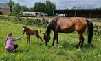 Verzorger paarden gezocht regio Boutersem