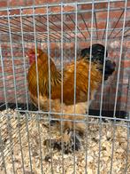 2 brahma tt hanen + 1 hen, Dieren en Toebehoren, Meerdere dieren, Kip