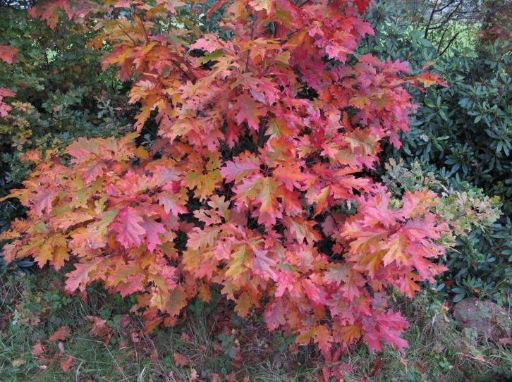 Gezocht: Amerikaanse eik 1,5 a 2 meter hoog, Tuin en Terras, Planten | Bomen, Overige soorten, 100 tot 250 cm, Volle zon, Lente