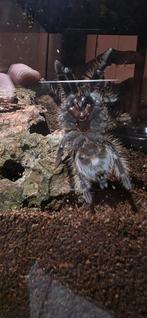 TLILTOCATL ALBOPILOSUS, Dieren en Toebehoren, Reptielen en Amfibieën