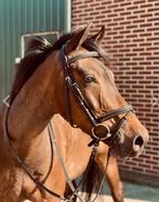 D pony te koop, Dieren en Toebehoren, Pony's, Ruin, Dressuurpony, D pony (1.37m tot 1.48m), Ontwormd