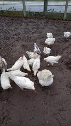 Jonge hanen te koop., Animaux & Accessoires, Volatiles, Mâle, Poule ou poulet