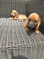 Kortharige teckel pups, Dieren en Toebehoren, Honden | Teckels en Dashonden, België, 8 tot 15 weken, Korthaar, Dwerg