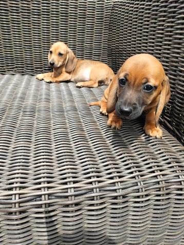 Kortharige teckel pups beschikbaar voor biedingen
