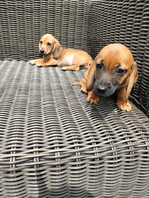 Kortharige teckel pups, Dieren en Toebehoren, Honden | Teckels en Dashonden, Meerdere dieren, Korthaar, Dwerg, Fokker | Professioneel