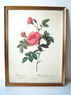 Cadre doré avec rose rose - Rosa Inermis, Antiquités & Art, Enlèvement ou Envoi