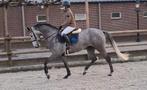 Chique 6 jarig springpaard BWP merrie * wedstrijdervaring *, Merrie, Springpaard, 3 tot 6 jaar, 165 tot 170 cm