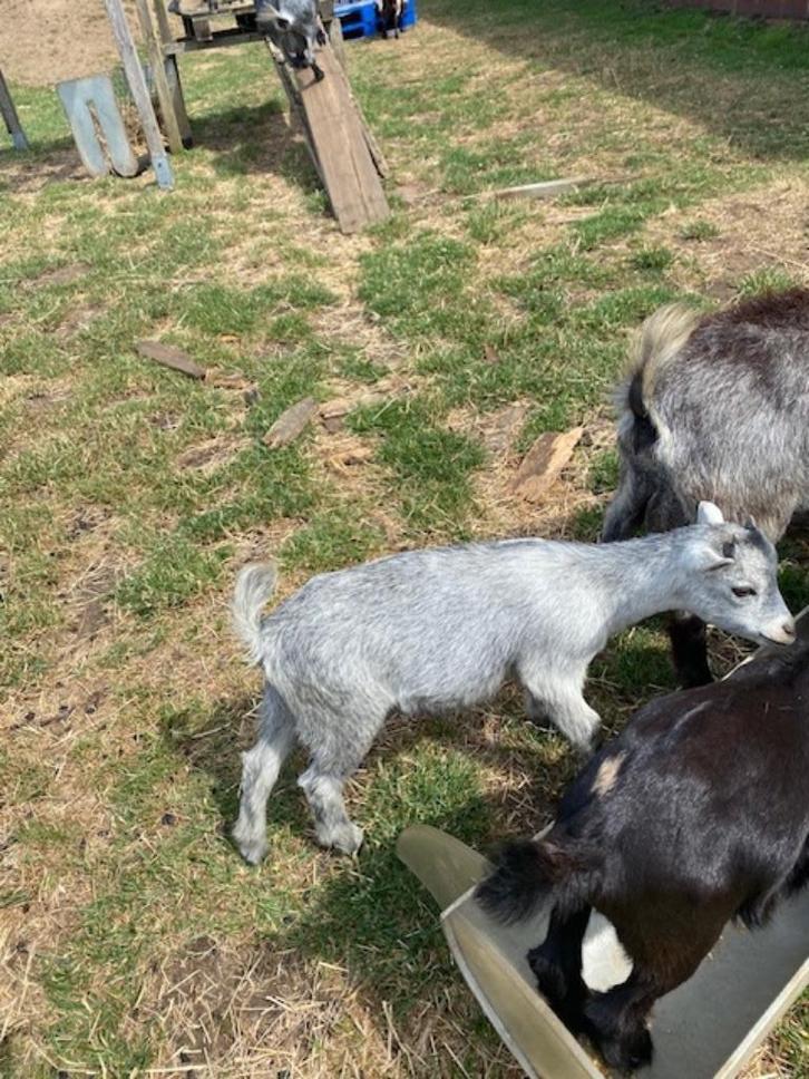Dwerggeitjes zilver schimmel, Dieren en Toebehoren, Schapen, Geiten en Varkens, Geit, Vrouwelijk, 0 tot 2 jaar