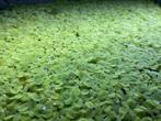 Tropica Salvinia drijfplant, Dieren en Toebehoren, Ophalen