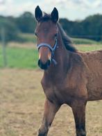 Hengstenveulen Toetankhamon De Muze, Dieren en Toebehoren, Springpaard, Gechipt, 0 tot 2 jaar, Hengst