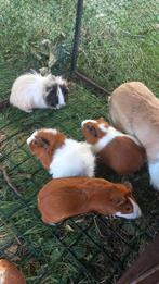 Jonge cavia´s, Dieren en Toebehoren, Knaagdieren, Cavia, Februari, Mannelijk, Tam