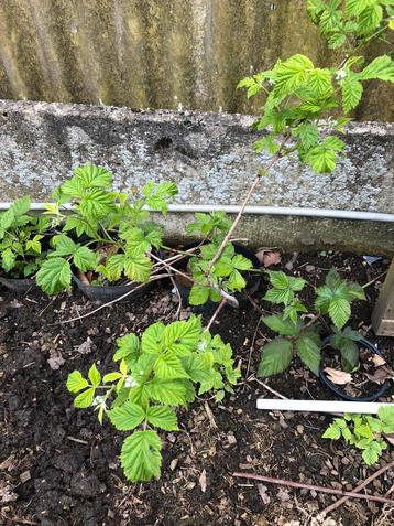 Doornloze braambes stevige, jonge plant, Tuin en Terras, Planten | Tuinplanten, Ophalen of Verzenden