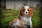 Cavalier King Charles spaniel pups, Dieren en Toebehoren, CDV (hondenziekte), Meerdere, 8 tot 15 weken, Meerdere dieren