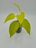 Philodendron Neon, Enlèvement ou Envoi