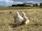 Jonge tamme Faverolles kuikens gesekst en ingeënt, Femelle, Poule ou poulet