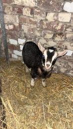 Dwerggeit bok, Dieren en Toebehoren