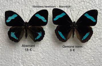 Aberratie van Nessaea hewitsoni, vlinders uit Peru 