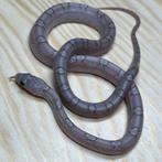 Korenslang 9 maand, Hypo Pewter, Dieren en Toebehoren, Slang, Tam, 0 tot 2 jaar