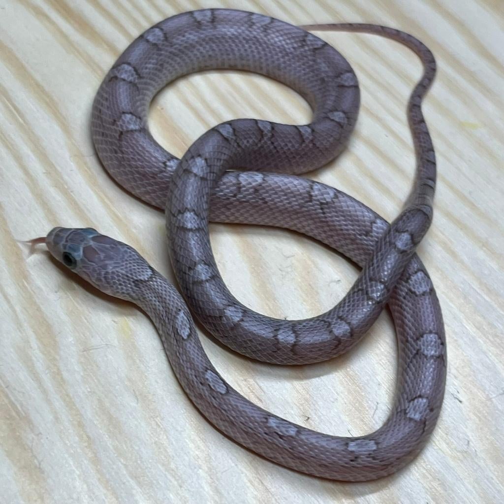 Korenslang 9 maand, Hypo Pewter, Animaux & Accessoires, Reptiles & Amphibiens, Serpent, 0 à 2 ans, Domestique