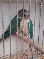 Jongen pyrrhuras koppel blauw/lutinos _opaline/bl/lutino, Dieren en Toebehoren, Vogels | Parkieten en Papegaaien, Geringd