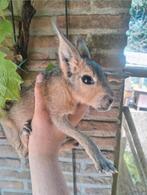 Duo maras, rustige dieren., Dieren en Toebehoren, April