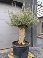 Olijfboom Olea Europaea Bonsai, Ophalen, Olijfboom