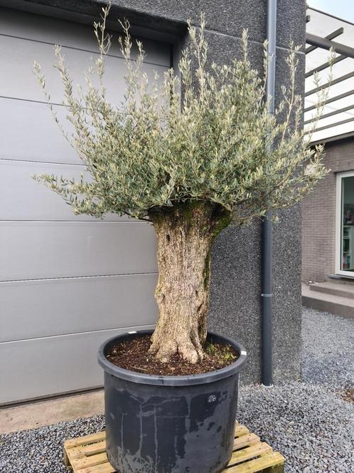 Olijfboom Olea Europaea Bonsai, Tuin en Terras, Planten | Bomen, Olijfboom, Ophalen