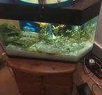 Aquarium de coin 40 litres, Ophalen, Zo goed als nieuw