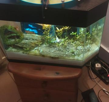 Aquarium de coin 40 litres  beschikbaar voor biedingen