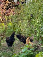 3 kuikens zijdehoender & cochin, Dieren en Toebehoren, Pluimvee, Kip